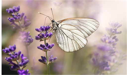 Transformiere dein Innerstes und du transformierst dein gesamtes Leben!