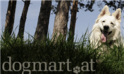 Logo von dogmart.at